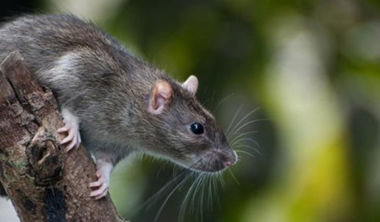 Kemirgen Mücadelesi